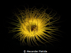 An ordinary anemone looked like the sun at night in the l... by Alexander Plakida 